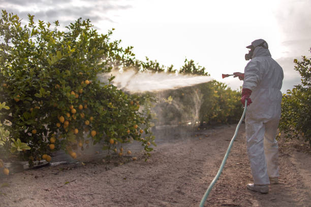 Wasp Removal Services in St Gabriel, LA